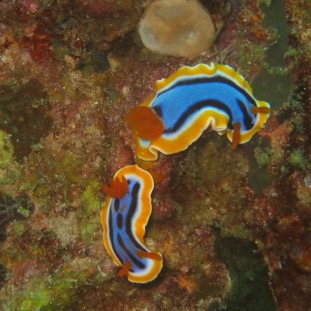 Nudibranchs - Gili Islands, Indonesia