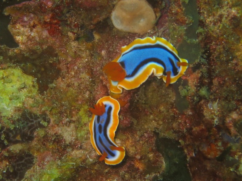 Nudibranchs - Gili Islands, Indonesia